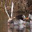 thumbs/IMG_4501.jpg